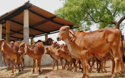 Livestock Management For Farmers