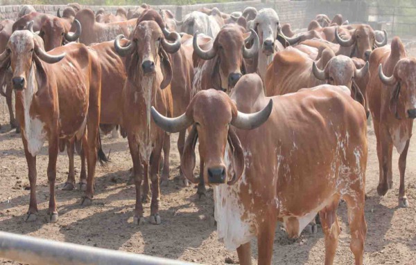 livestock-management-bundelkhand